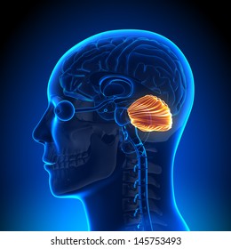 Brain Anatomy - Cerebellum