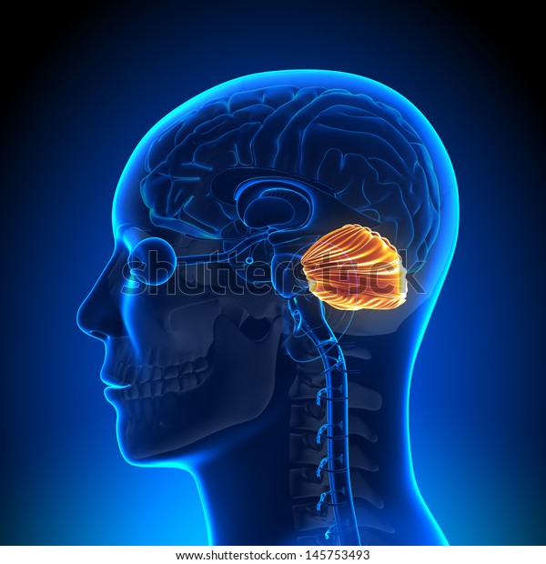 Brain Anatomy -\
Cerebellum