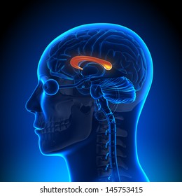 Brain Anatomy - Corpus Callosum