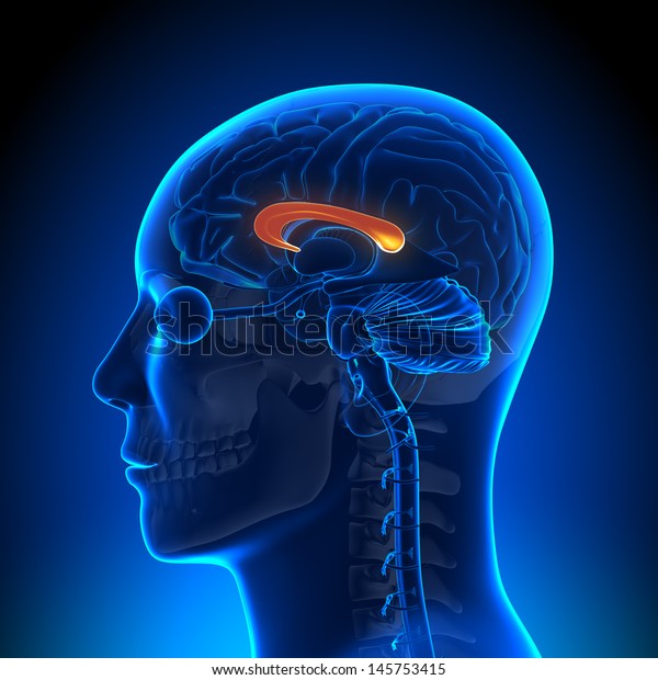 Brain Anatomy - Corpus\
Callosum