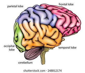 Brain anatomy diagram with sectioned in different colours and named 