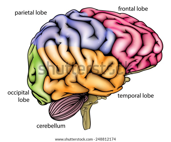 Brain Anatomy Diagram Sectioned Different Colours Stock Illustration ...