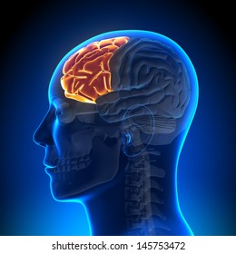 Brain Anatomy - Frontal Lobe