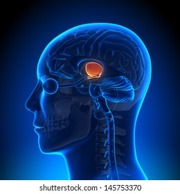 Brain Anatomy - Hypothalamus