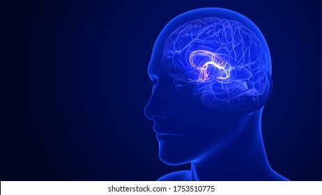 Brain Anatomy - Limbic System. 3d Rendering