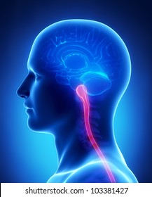 Brain Anatomy MEDULLA And SPINAL CORD - Cross Section