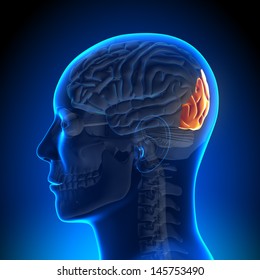 Brain Anatomy - Occipital Lobe