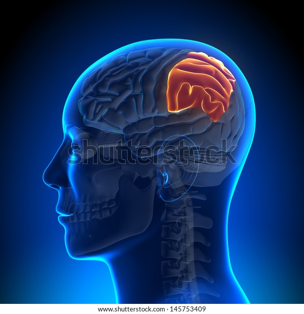 Brain Anatomy - Parietal\
lobe