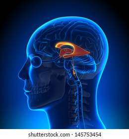 Brain Anatomy - Ventricles