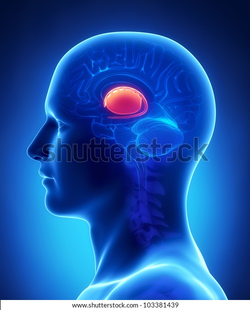 Brain Basal Ganglia Anatomy Cross Section Stock Illustration 103381439