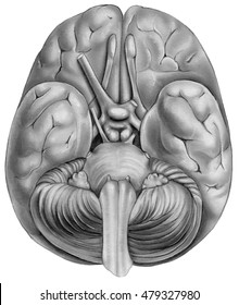 Brain - Bottom View. Shown Are The Temporal Lobe,olfactory Bulb,frontal Lobe,medulla Region,cerebellum,pyramid,chiasma,optic Nerve,olfactory Tract,longitudinal Cerebral Fissure.