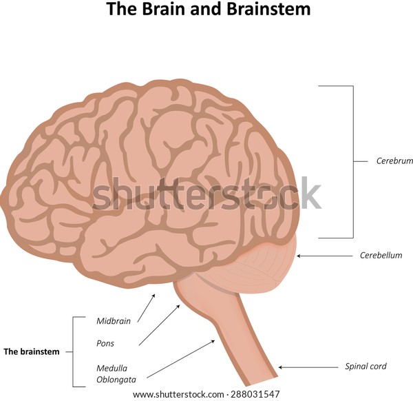 Brain Brainstem Stock Illustration 288031547 | Shutterstock