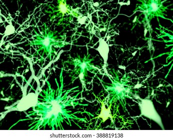 Brain cells (marked by fluorescence)
Light green: neurons; green: astrocytes; yellowish green: microglia cells.
