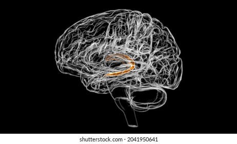 Brain Choroid Plexus Of Cerebral Hemisphere Anatomy For Medical Concept 3D Illustration