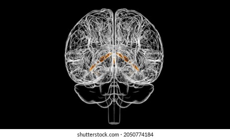 Brain Choroid Plexus Of Cerebral Hemisphere Anatomy For Medical Concept 3D Illustration