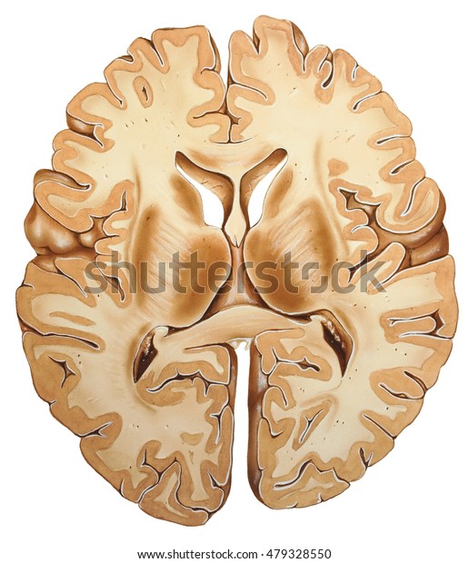 脳の断面 脳皮質は脳の深く畳み込まれた表面領域で 知性に最も強く結びついています のイラスト素材