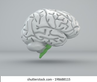 Brain Division Organ Structure. Bulb, Medulla Oblongata 