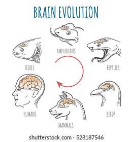 Brain Evolution from fishes to human. Heads of fish, amphibian, reptile, bird, dog and homo sapience.