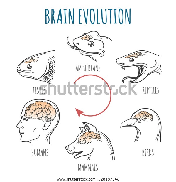 魚から人間への脳の進化 魚 両生類 爬虫類 鳥 犬 ホモの頭 のイラスト素材