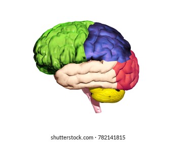 Brain Grey Matter 3d Rendering Stock Illustration 782141815 | Shutterstock