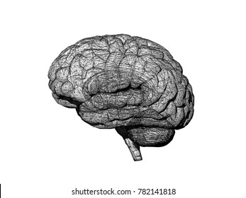 Brain Grey Matter 3D Rendering