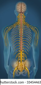 Brain Illustration Spine With Posterior View.