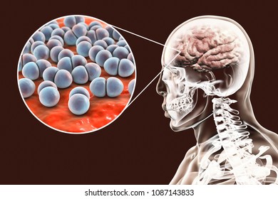 Blood Cells Brain Flowing Through Veins Stock Illustration 73319506