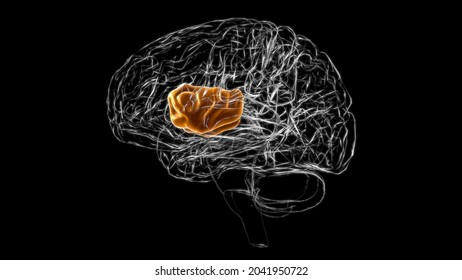 Brain Insula Anatomy Medical Concept 3d Stock Illustration 2041950722 ...