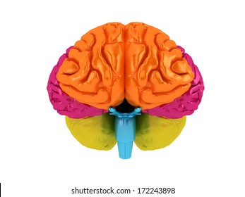 Brain Lobes Different Colors Isolated On Stock Illustration 172243898 ...