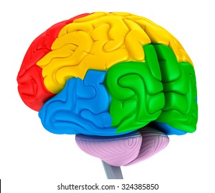 Brain Lobes Different Colors Isolated On Stock Illustration 324385850 ...
