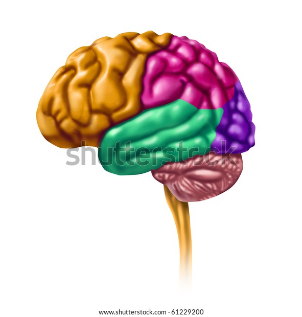 Brain Lobes Intelligence Neurology Isolated Stock Illustration 61229200