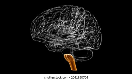 Brain Medulla Oblongata Anatomy For Medical Concept 3D Illustration