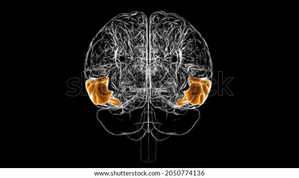 Brain middle temporal gyrus Anatomy For\
Medical Concept 3D\
Illustration