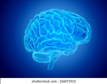Brain model xray look isolated on white background 