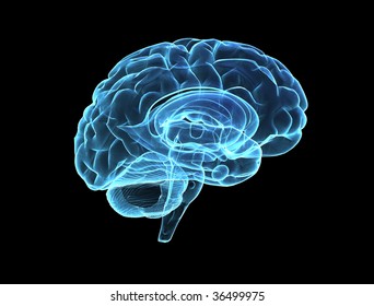 Brain Model Xray Look Isolated On Black Background