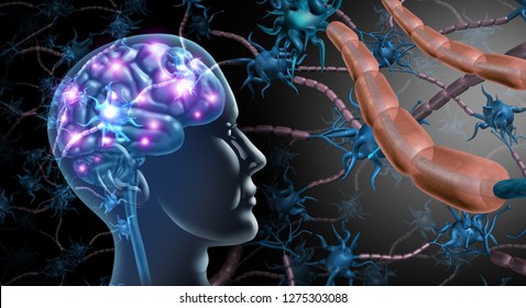 Brain Nerve Cells And Nervous System Anatomy Concept As A Human Neurology And Neuron Function Disorder Symbol For Multiple Sclerosis Or Alzheimer Disease With 3D Illustration Elements..