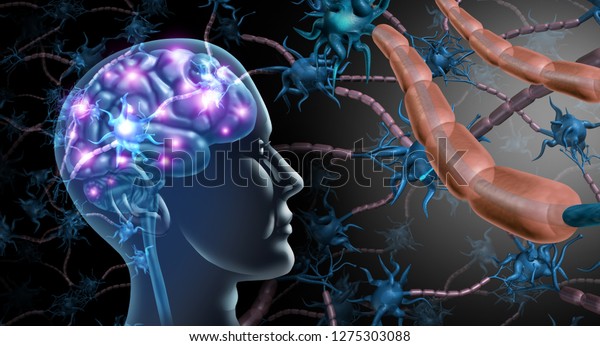 Brain\
nerve cells and nervous system anatomy concept as a human neurology\
and neuron function disorder symbol for multiple sclerosis or\
alzheimer disease with 3D illustration\
elements..