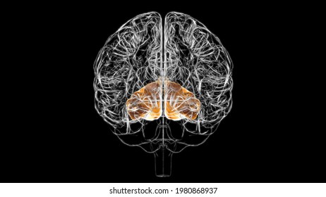 Brain Occipital Lobe Anatomy For Medical Concept 3D Illustration