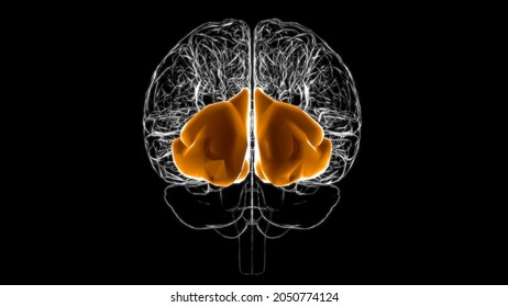 Brain Occipital Lobe Anatomy For Medical Concept 3D Illustration