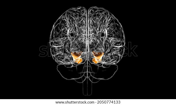 Brain parahippocampal gyrus Anatomy For\
Medical Concept 3D\
Illustration