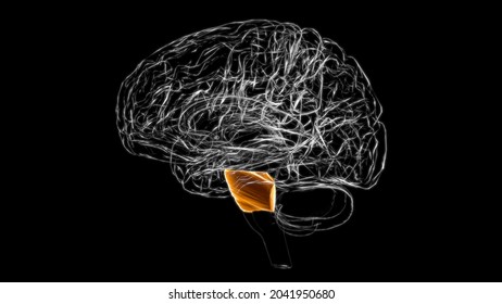 Brain Pons Anatomy For Medical Concept 3D Illustration