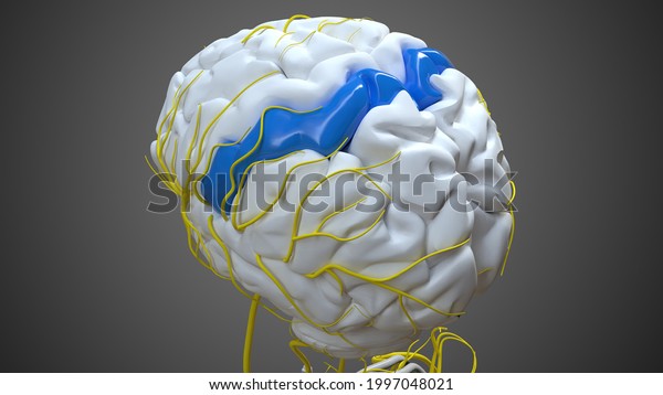 Brain postcentral gyrus Anatomy For Medical\
Concept 3D\
Illustration