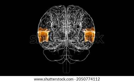 Brain Posterior part of right superior temporal gyrus Anatomy For Medical Concept 3D Illustration Foto stock © 