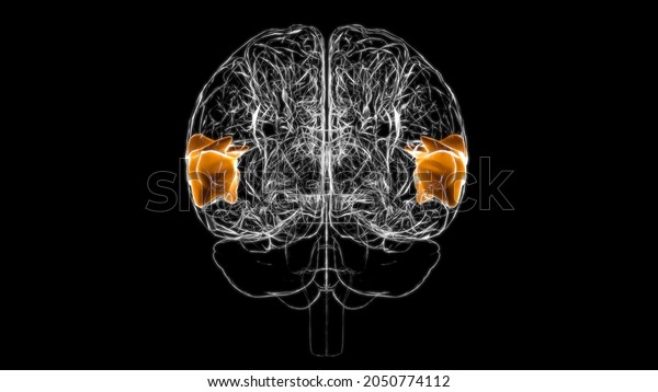 Brain Posterior part of right\
superior temporal gyrus Anatomy For Medical Concept 3D\
Illustration