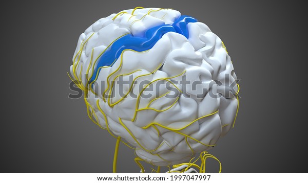 Brain precentral gyrus Anatomy For Medical\
Concept 3D\
Illustration
