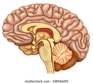 Brain Section With Side