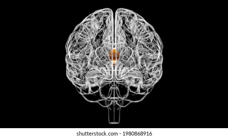 Brain Septum Of Telencephalon Anatomy For Medical Concept 3D Illustration