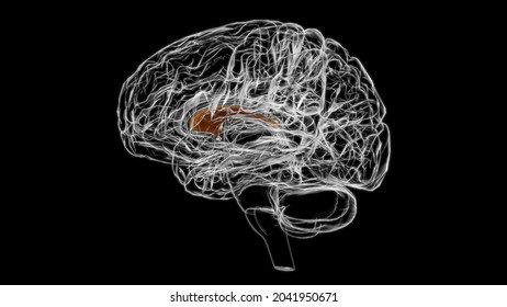 Brain Septum Of Telencephalon Anatomy For Medical Concept 3D Illustration