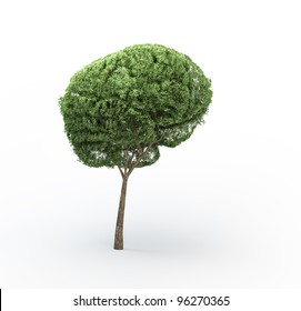 Brain Shaped Tree