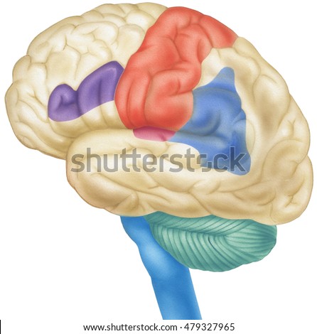 brain side view shown parietal lobesのイラスト素材 479327965
